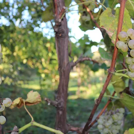 Εξοχικό σπίτι Vinyl House *