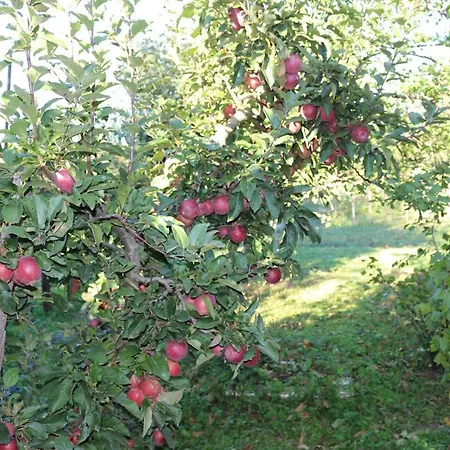 Gospodarstwo wiejskie Vinyl House Strekov