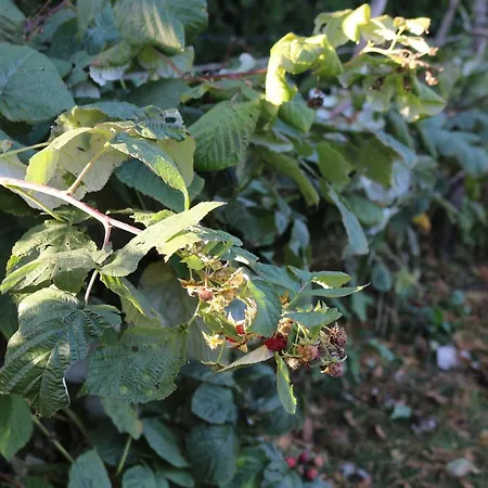 Vinyl House * Strekov