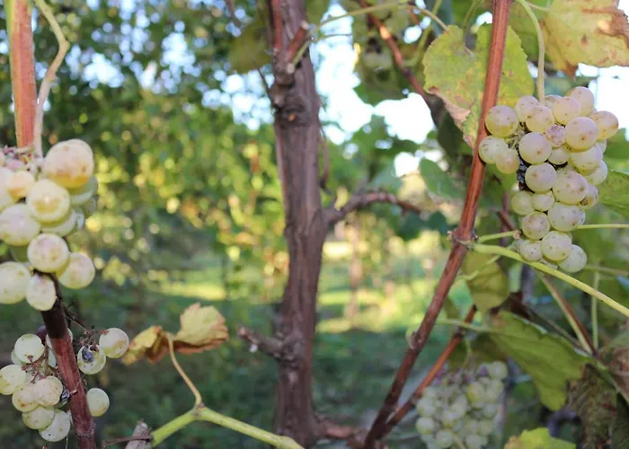 Landhaus Vinyl House *