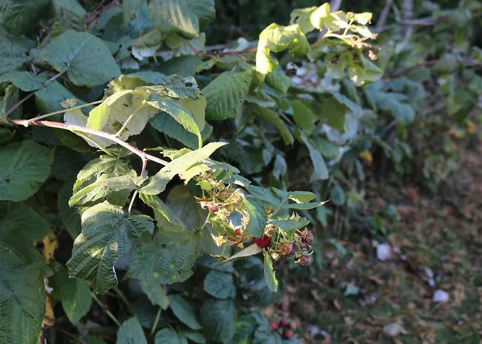 Vinyl House * Strekov